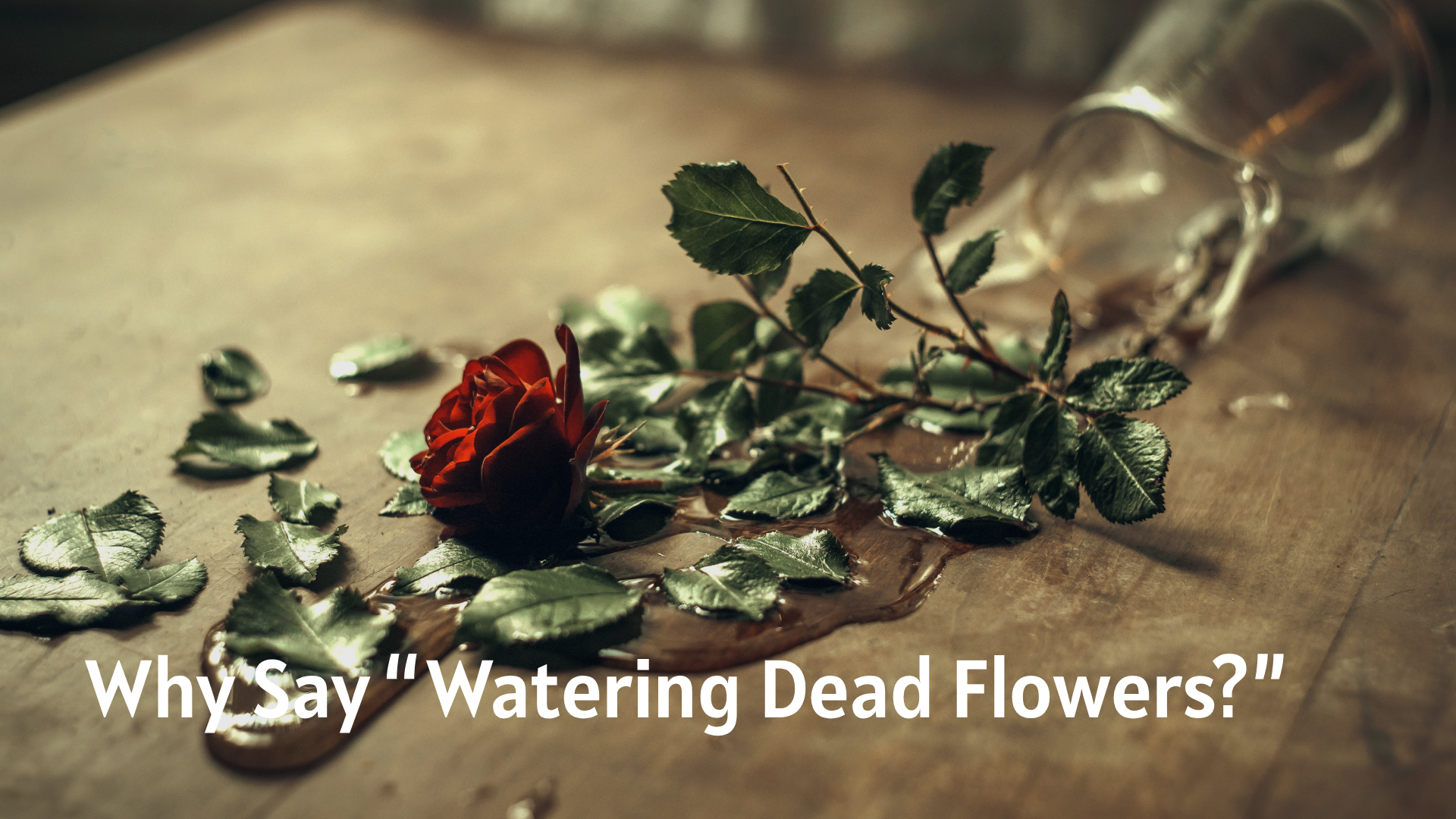 Why Say “Watering Dead Flowers?””
