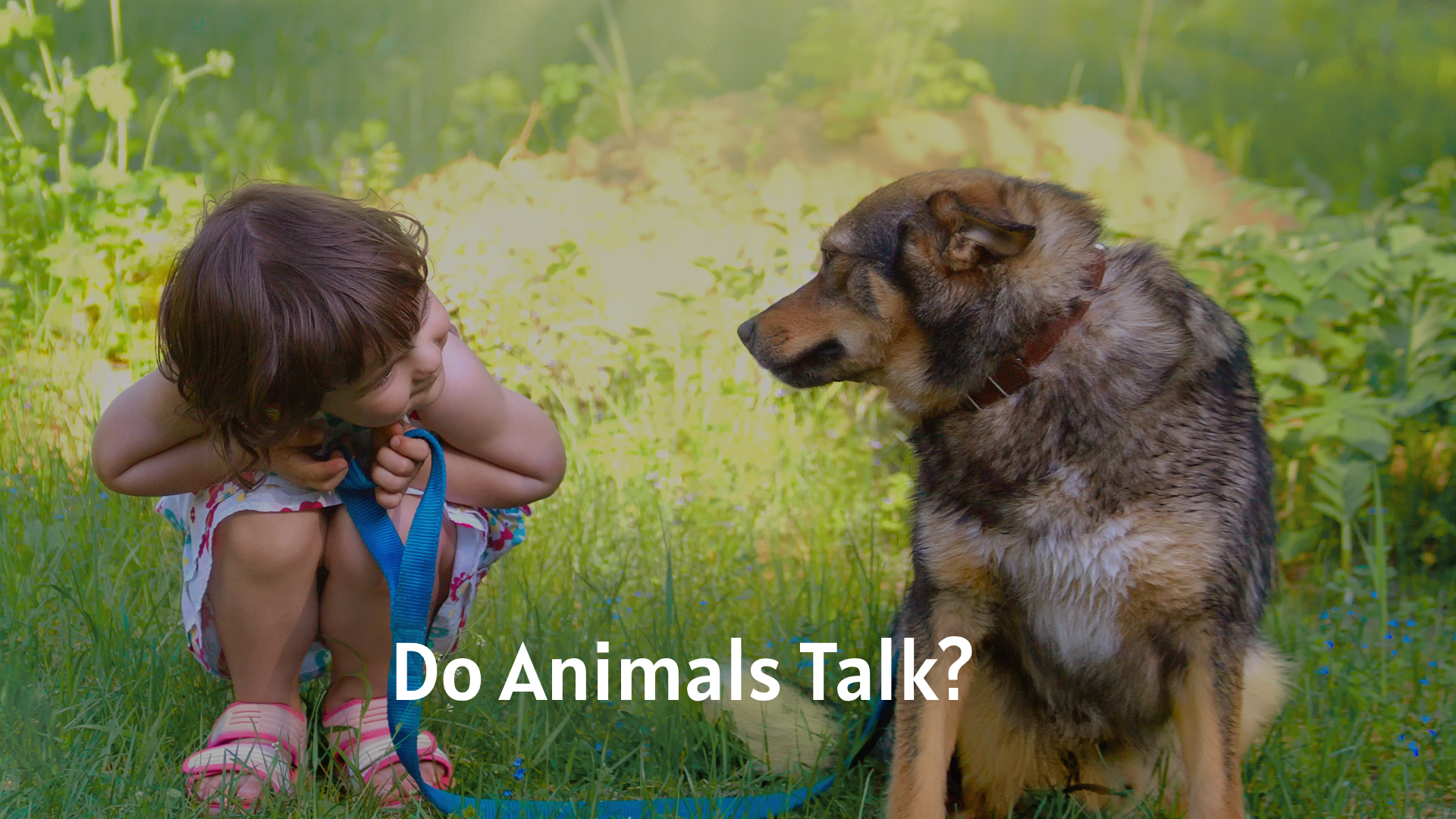 Do Animals Talk