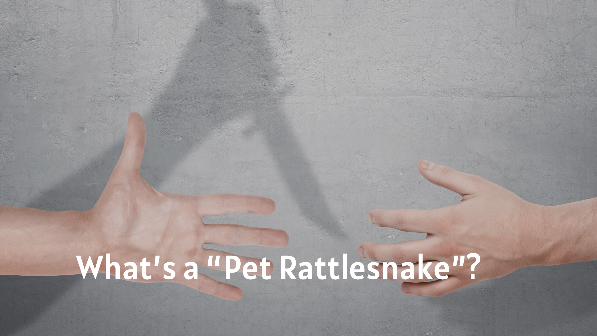 What’s a “Pet Rattlesnake”?