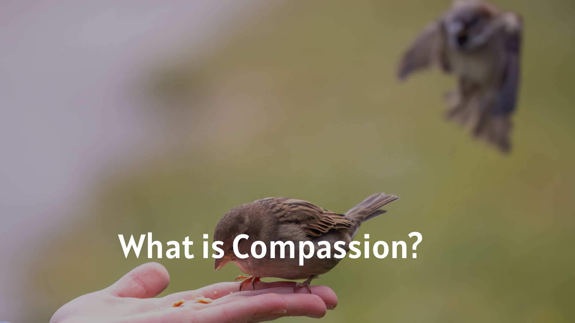 What is Compassion