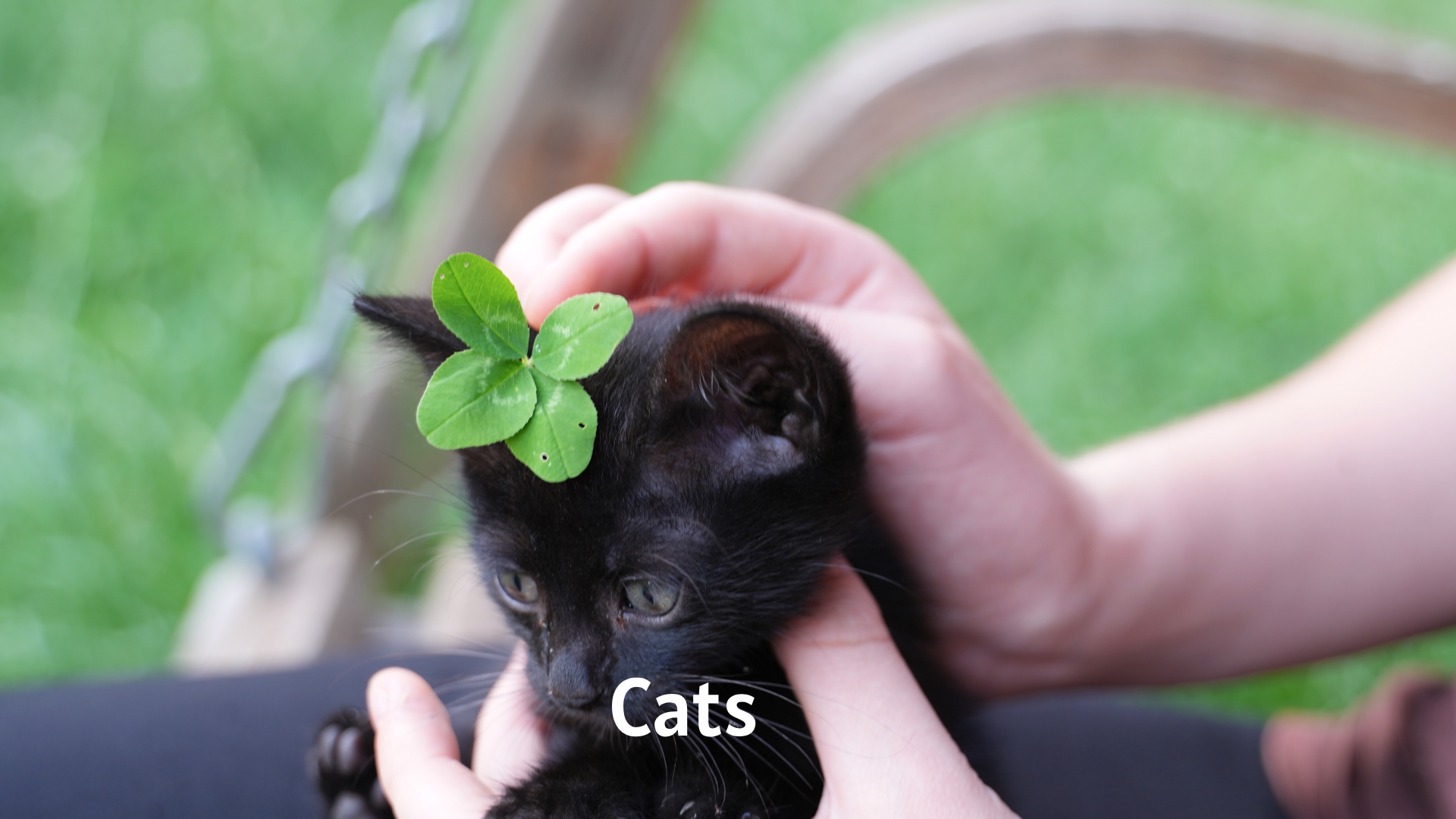 Cats