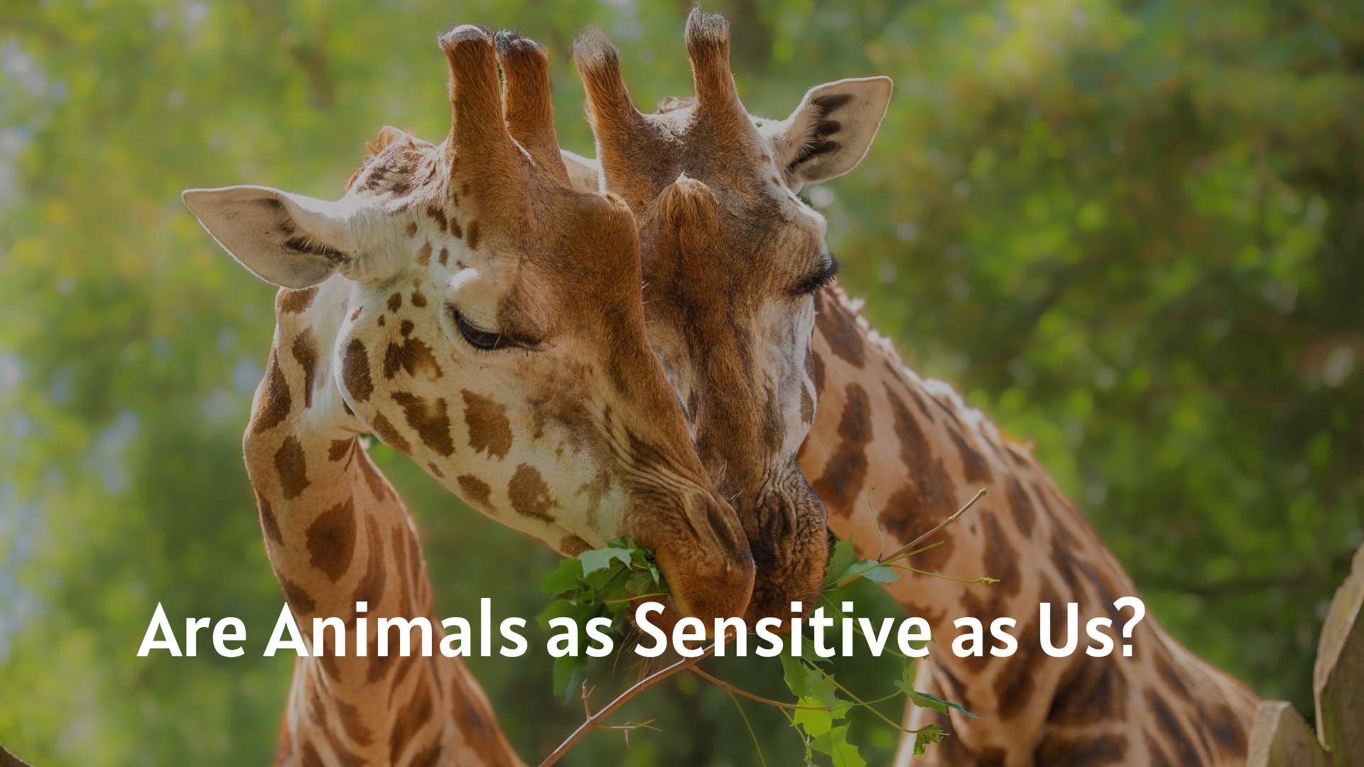 Are Animals as Sensitive as Us