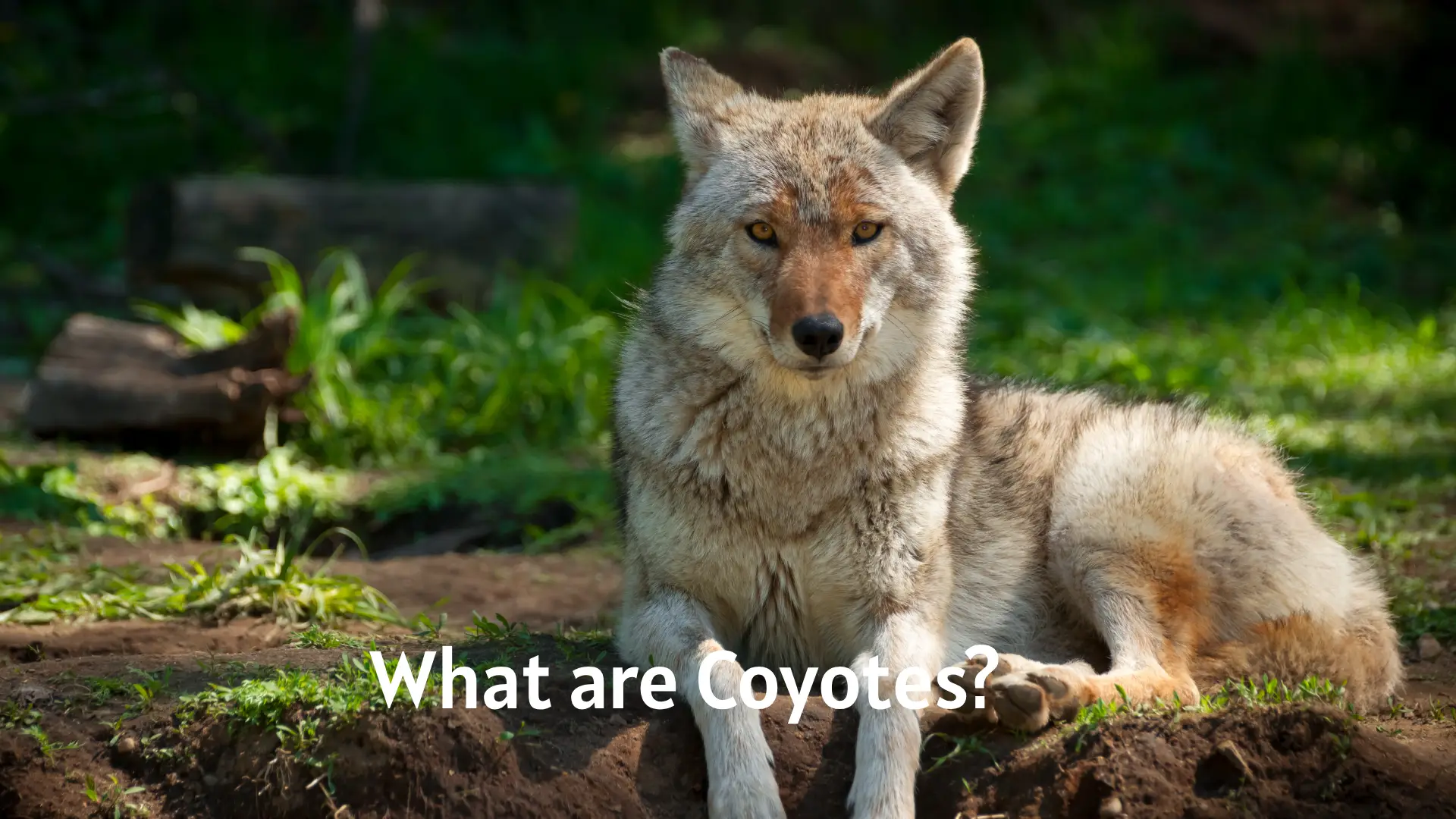 What are Coyotes?