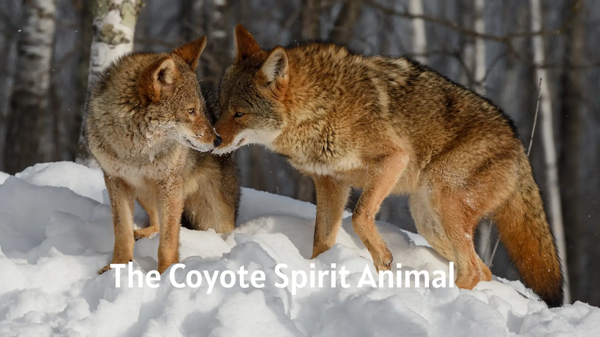 The Coyote Spirit Animal