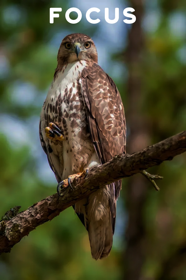 Hawk Spiritual Symbolism, Lore, and Meaning SpiritualBlossom