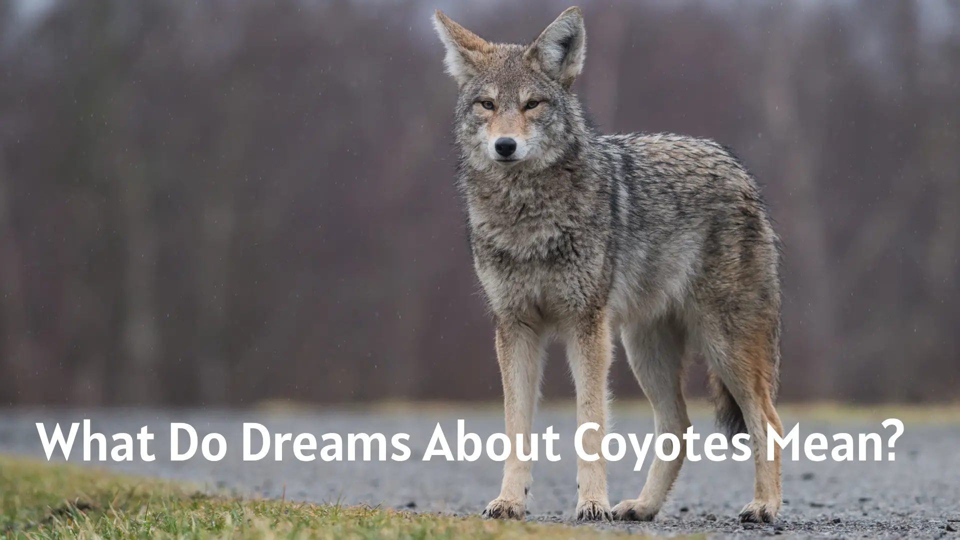 What Do Dreams About Coyotes Mean?