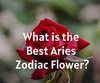 What is the Best Aries Zodiac Flower?