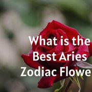 What is the Best Aries Zodiac Flower?