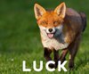 What Does Seeing a Fox Mean Spiritually?