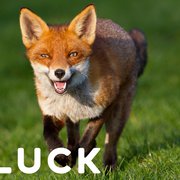 What Does Seeing a Fox Mean Spiritually?