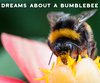What is The Spiritual Meaning of Bees?