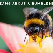 What is The Spiritual Meaning of Bees?