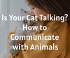 Is Your Cat Talking? How to Communicate ...