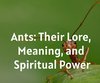 Ants: Their Lore, Meaning, and Spiritual ...