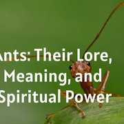 Ants: Their Lore, Meaning, and Spiritual Power