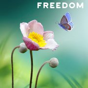 What Do Butterflies Symbolize?