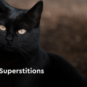 Black Cats and Their Magic