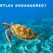 What is the Spiritual Meaning of the Turtle?