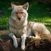 What is the Spiritual Meaning of Coyotes?