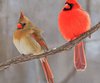 Red Cardinal Meaning and Symbolism
