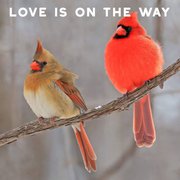 Red Cardinal Meaning and Symbolism