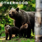 What is Bear Meaning and Symbolism?