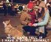 What Animal is My Spirit Animal?