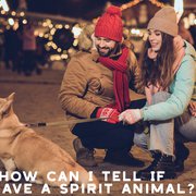 What Animal is My Spirit Animal?