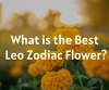 What is the Best Leo Zodiac Flower?