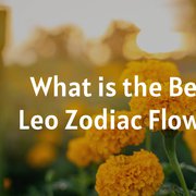What is the Best Leo Zodiac Flower?