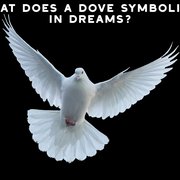 Your Guide to Dream Interpretations Part 3