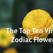 The Top Ten Virgo Zodiac Flowers