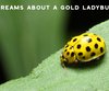 What Do Ladybugs Symbolize?