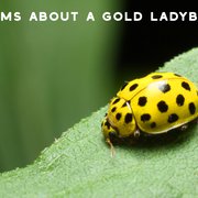 What Do Ladybugs Symbolize?