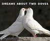 What Does a Dove Symbolize?