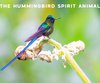 What Does a Hummingbird Symbolize?