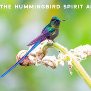 What Does a Hummingbird Symbolize?