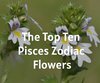 The Top Ten Pisces Zodiac Flowers