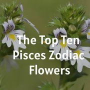 The Top Ten Pisces Zodiac Flowers