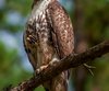 Hawk Spiritual Meaning/ Their Lore and ...