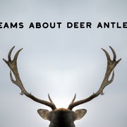 What is The Spiritual Meaning of Deer?