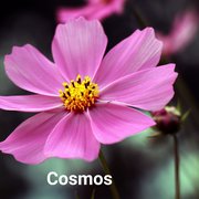 What is the Best Libra Zodiac Flower?