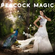 The Spiritual Meaning of Peacocks
