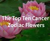 The Top Ten Cancer Zodiac Flowers
