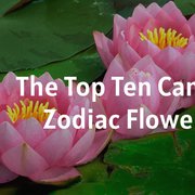 The Top Ten Cancer Zodiac Flowers