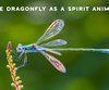 What is The Spiritual Meaning of Dragonflies?