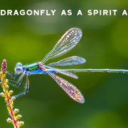 What is The Spiritual Meaning of Dragonflies?