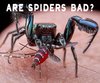 Dreams About Spiders- Their Meaning and ...