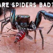 Dreams About Spiders- Their Meaning and Symbolism