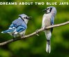 The Spiritual Meaning of the Blue Jay